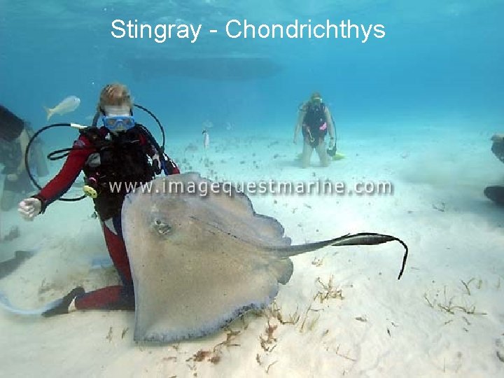 Stingray - Chondrichthys 