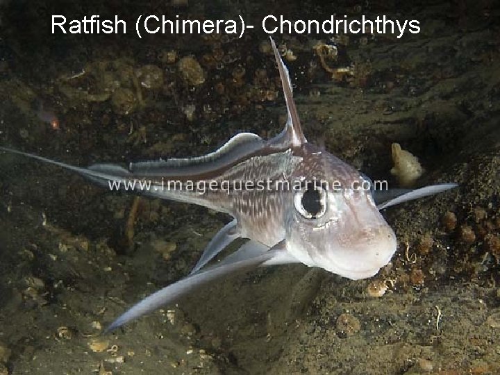 Ratfish (Chimera)- Chondrichthys 