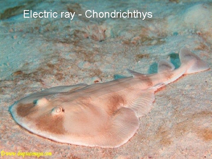 Electric ray - Chondrichthys 