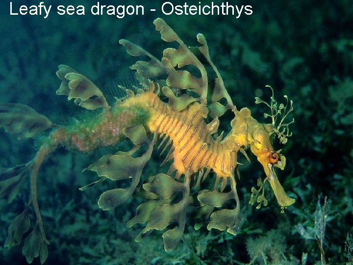 Leafy sea dragon - Osteichthys 