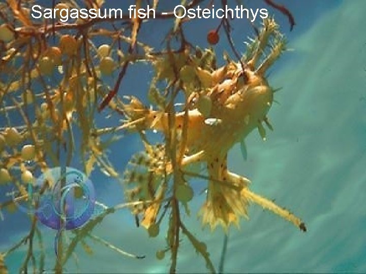 Sargassum fish - Osteichthys 