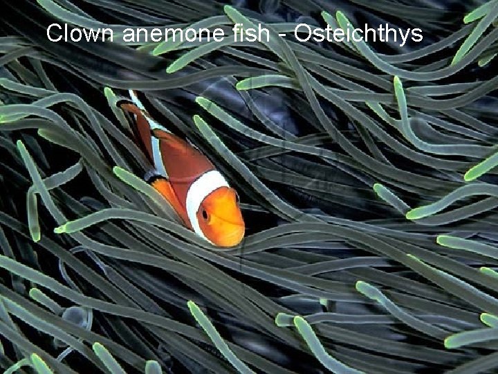 Clown anemone fish - Osteichthys 