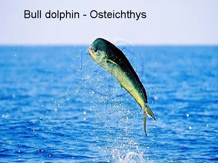 Bull dolphin - Osteichthys 