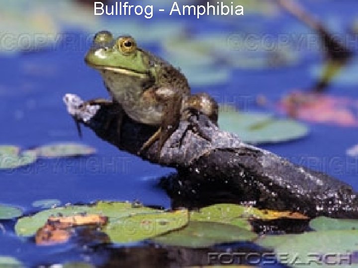 Bullfrog - Amphibia 
