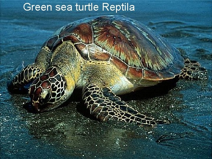 Green sea turtle Reptila 