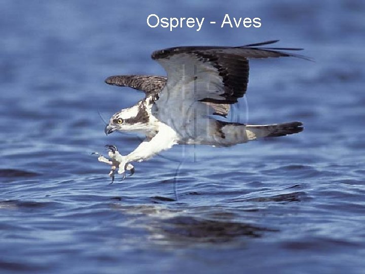 Osprey - Aves 