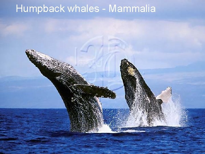 Humpback whales - Mammalia 