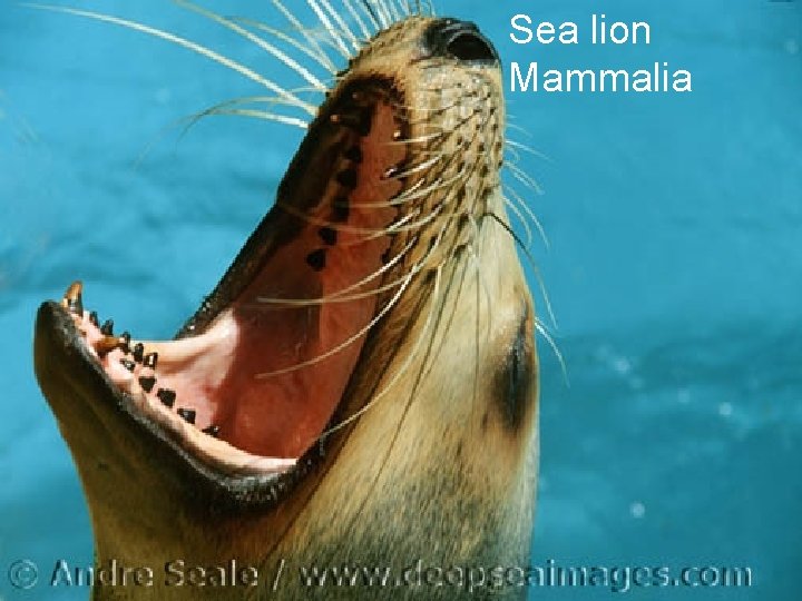 Sea lion Mammalia 