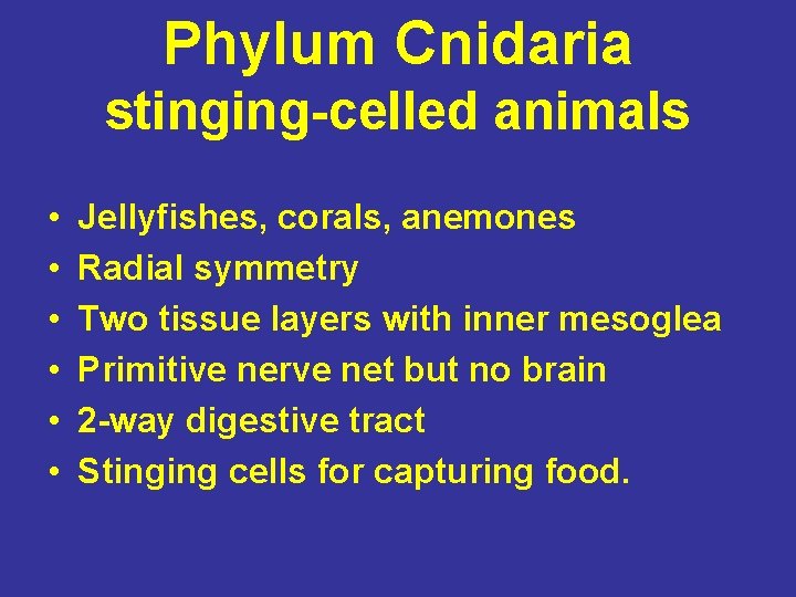 Phylum Cnidaria stinging-celled animals • • • Jellyfishes, corals, anemones Radial symmetry Two tissue