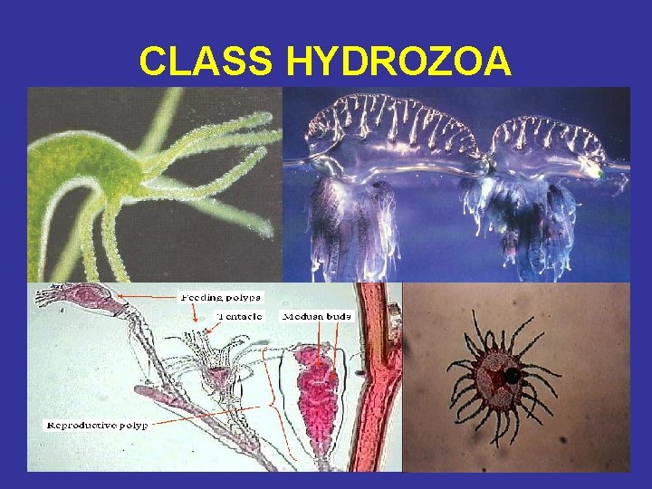 CLASS HYDROZOA Hydra 