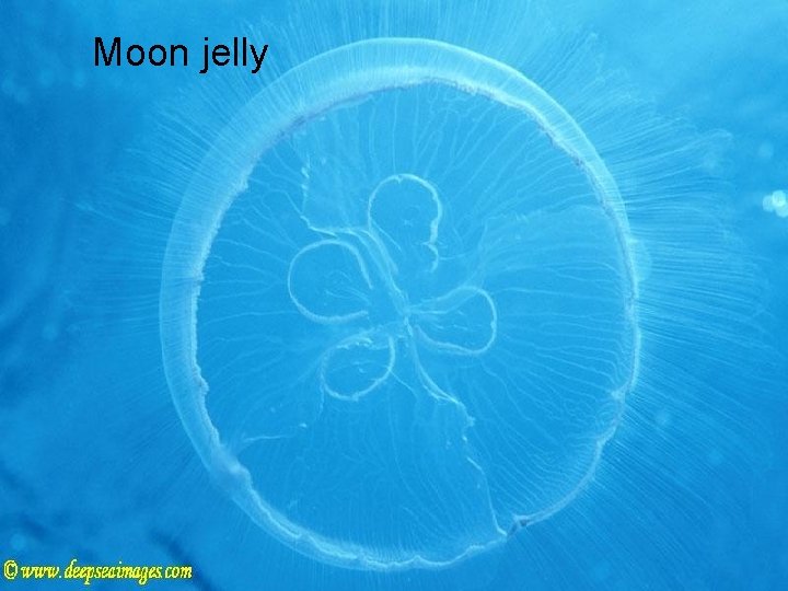 Moon jelly 