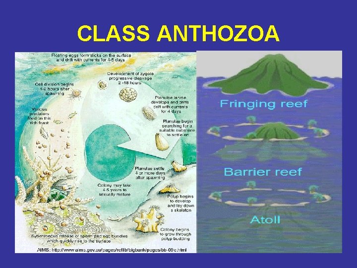 CLASS ANTHOZOA 