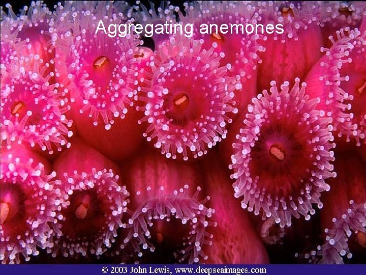 Aggregating anemones 