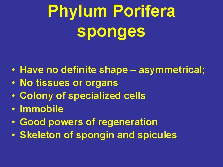 Phylum Porifera sponges • • • Have no definite shape – asymmetrical; No tissues