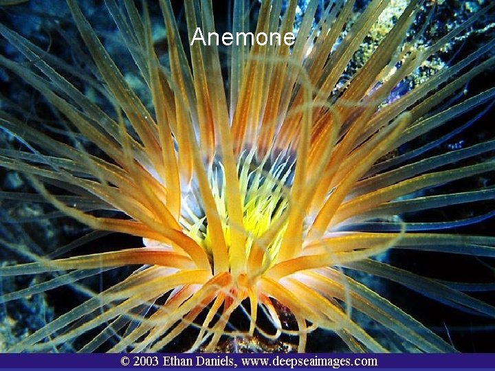 Anemone 