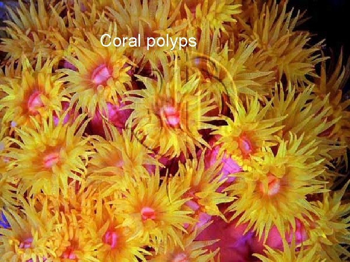 Coral polyps 