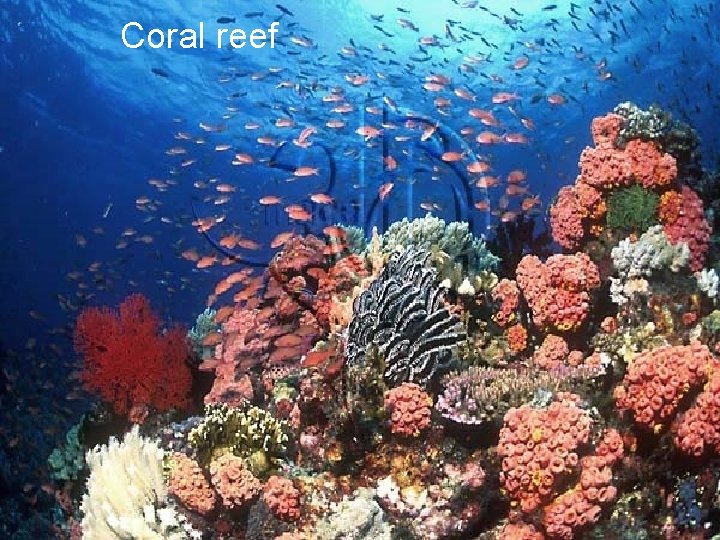 Coral reef 