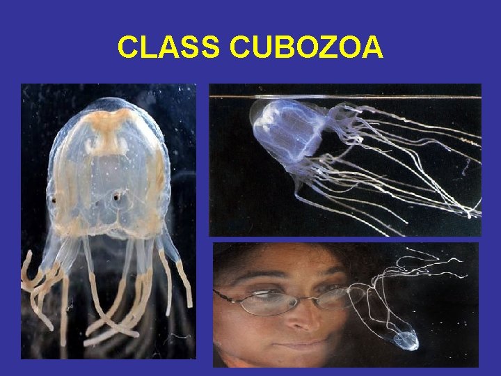 CLASS CUBOZOA 