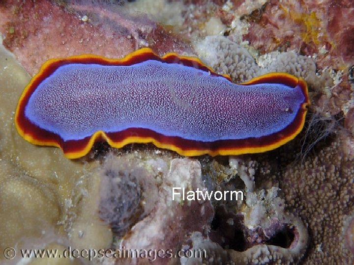 Flatworm 