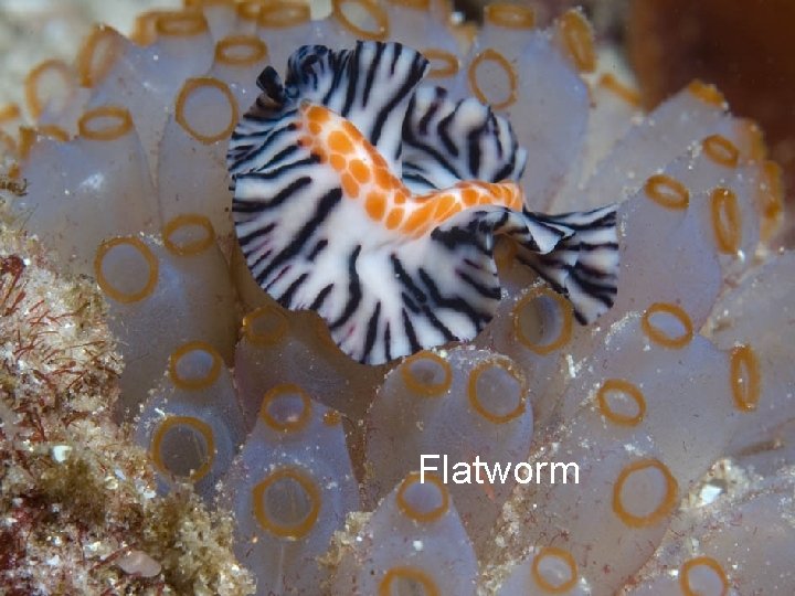 Flatworm 