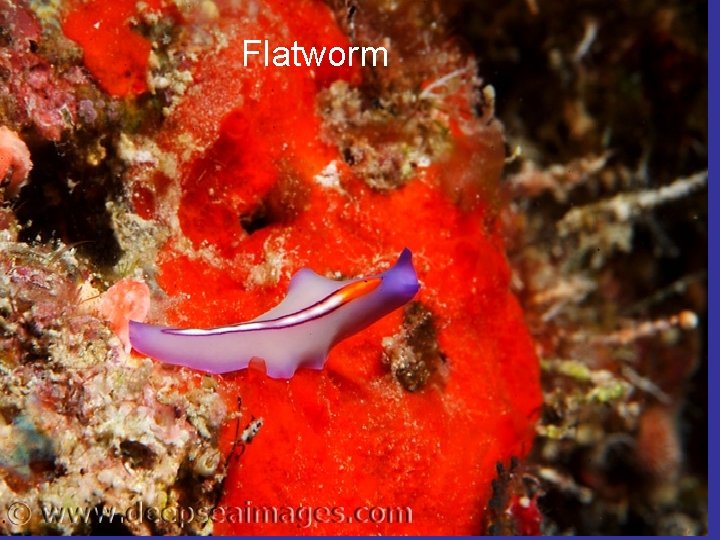 Flatworm 