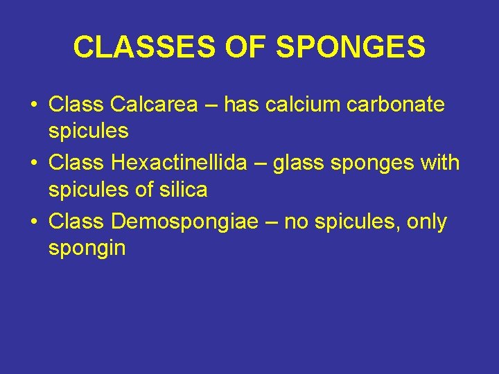 CLASSES OF SPONGES • Class Calcarea – has calcium carbonate spicules • Class Hexactinellida
