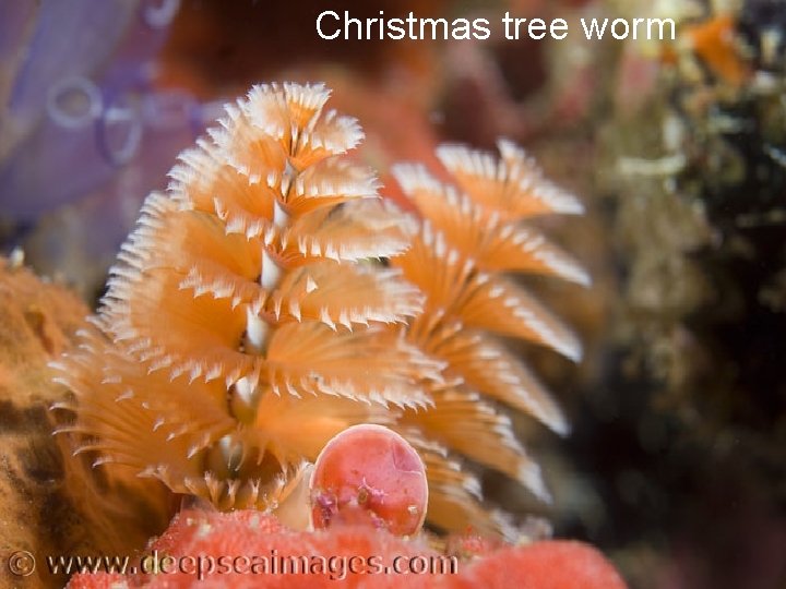 Christmas tree worm 