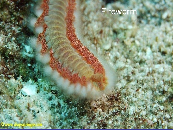 Fireworm 