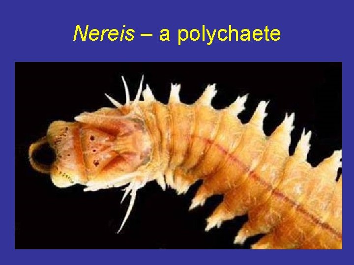 Nereis – a polychaete 