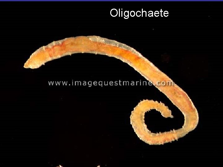 Oligochaete 