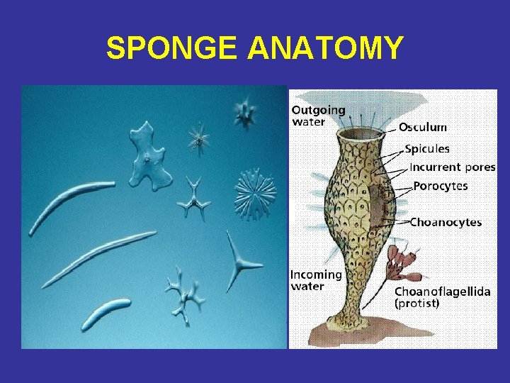 SPONGE ANATOMY 