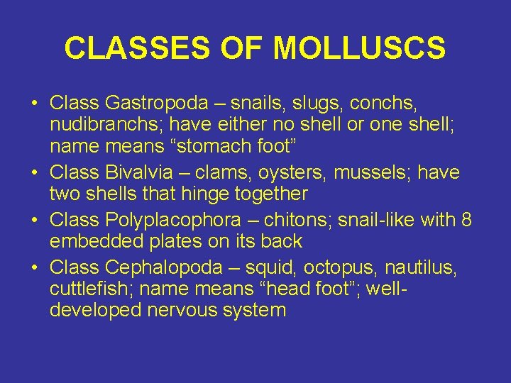 CLASSES OF MOLLUSCS • Class Gastropoda – snails, slugs, conchs, nudibranchs; have either no