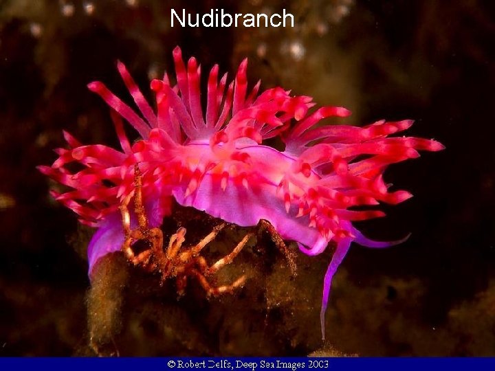 Nudibranch 