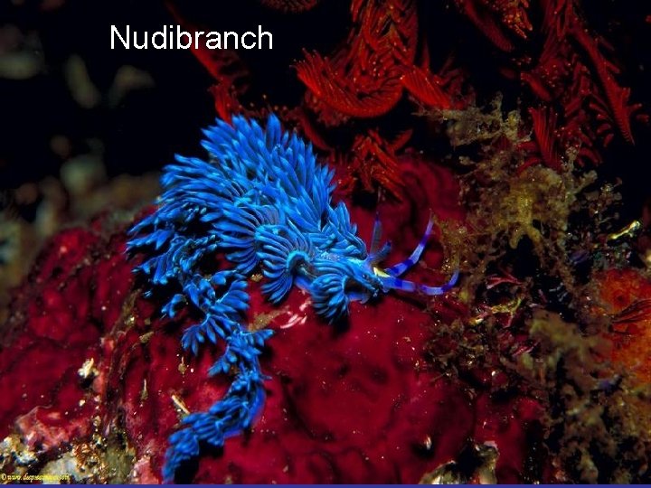 Nudibranch 