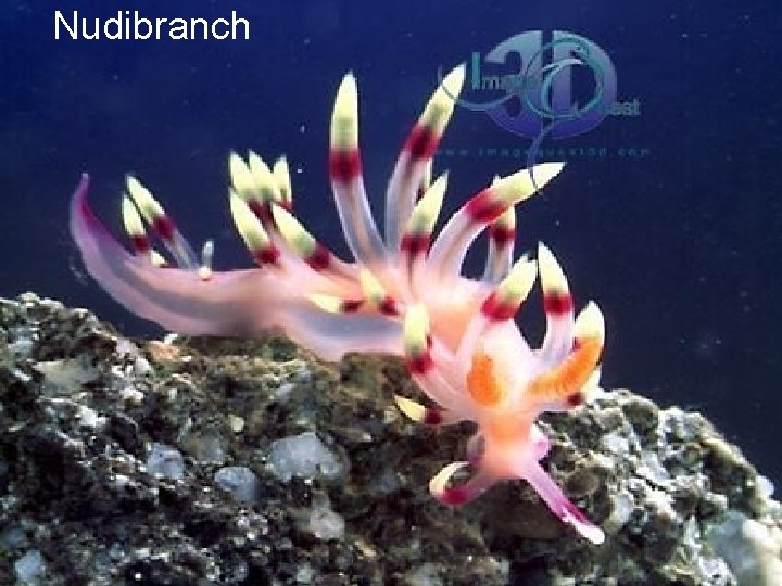 Nudibranch 