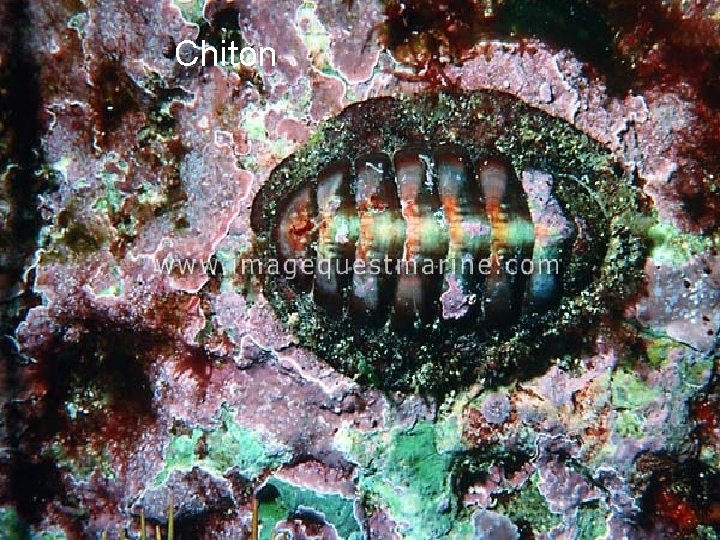 Chiton 