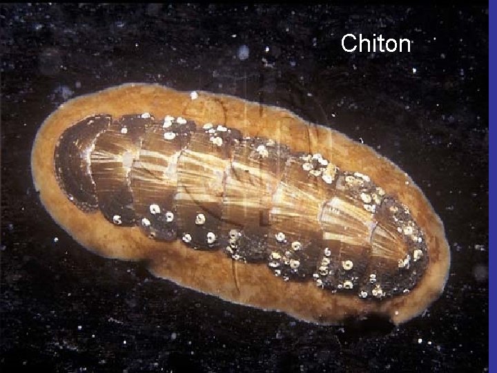 Chiton 