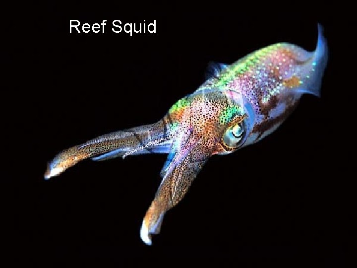 Reef Squid 