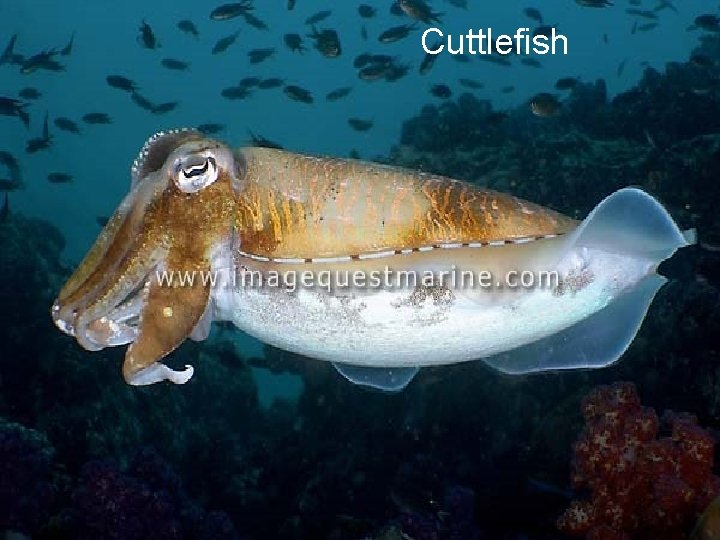 Cuttlefish 