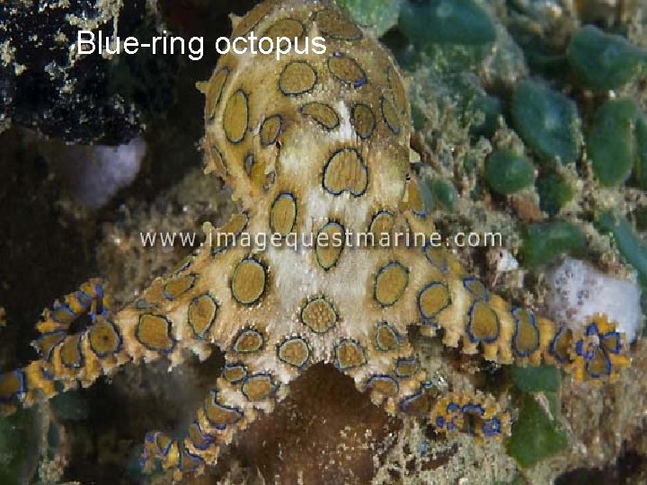Blue-ring octopus 