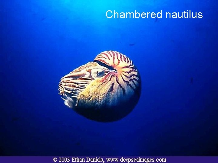 Chambered nautilus 