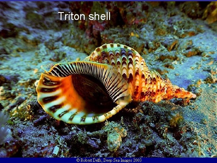 Triton shell 