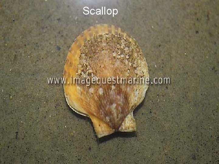 Scallop 