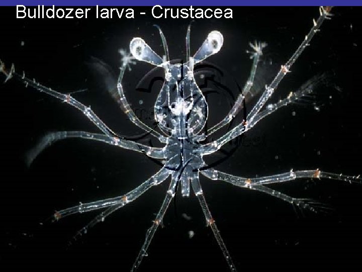 Bulldozer larva - Crustacea 