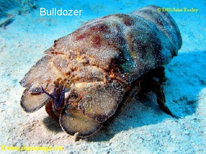 Bulldozer 