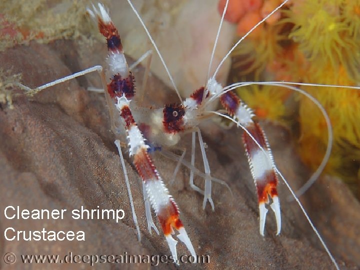 Cleaner shrimp Crustacea 