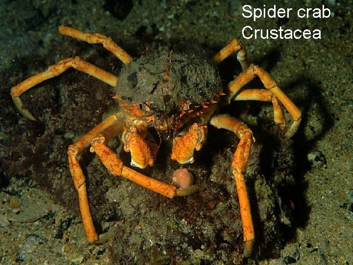 Spider crab Crustacea 