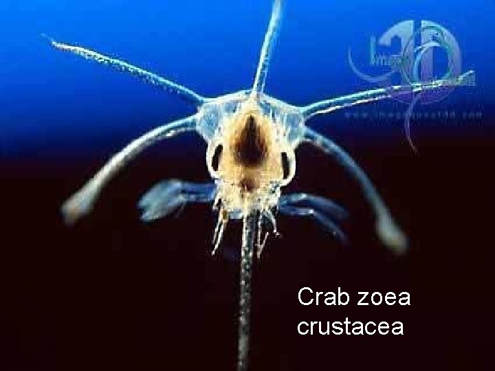 Crab zoea crustacea 