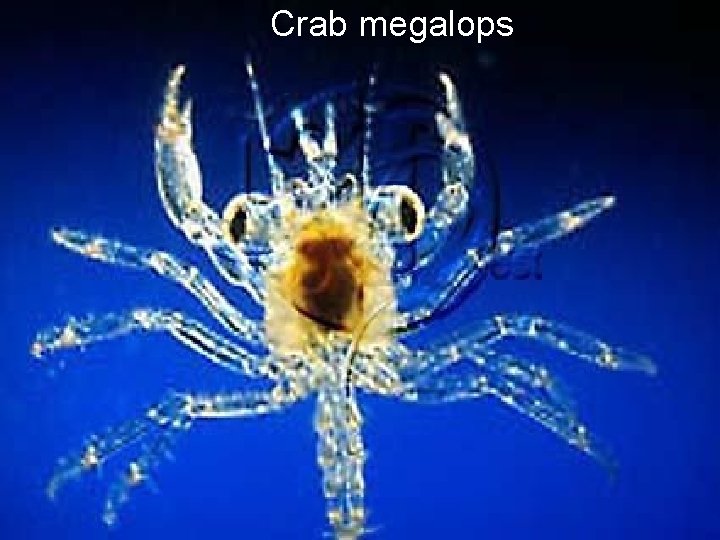 Crab megalops 
