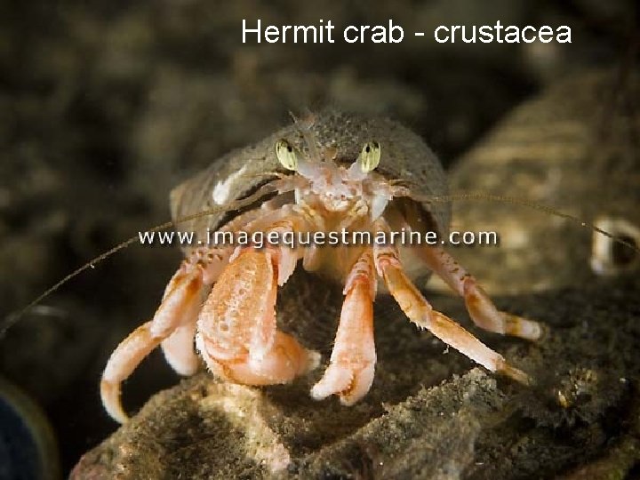 Hermit crab - crustacea 